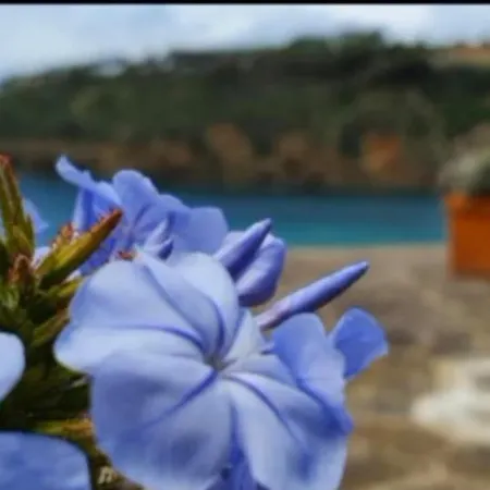 Rosa Dei Venti Capoliveri (Isola d'Elba)